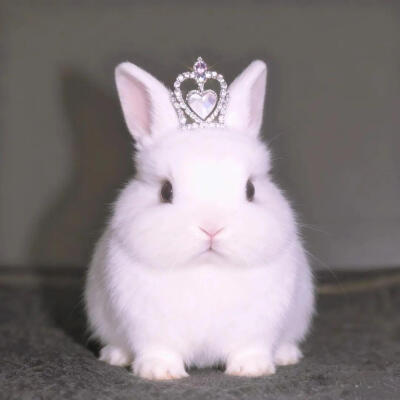 小兔子宠物头像