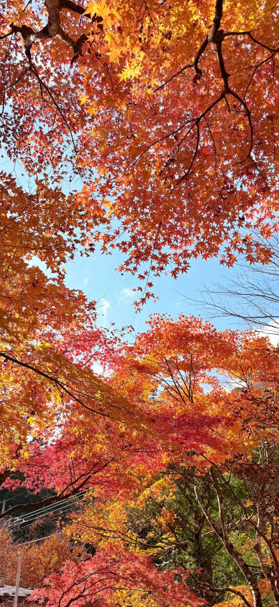 今日份壁纸分享