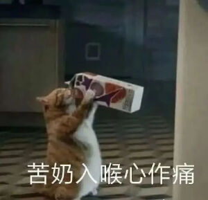 猫猫表情包
