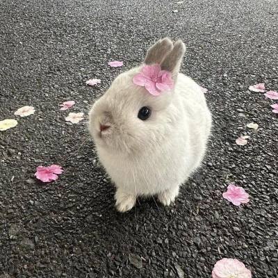 小兔子宠物头像