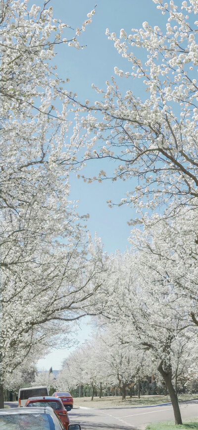 今日份壁纸分享