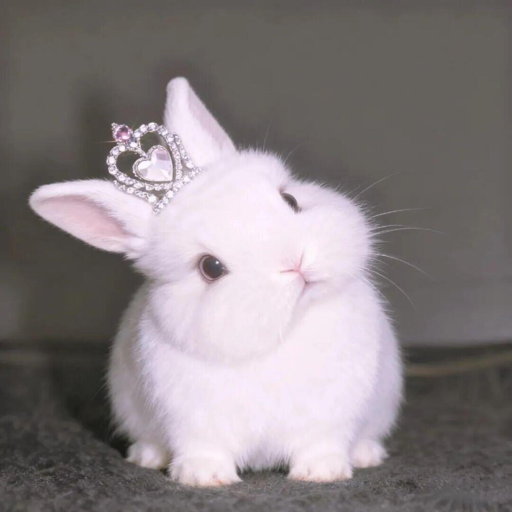 小兔子宠物头像