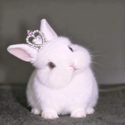 小兔子宠物头像