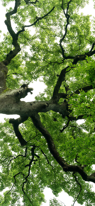 今日份壁纸分享