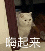猫猫表情包