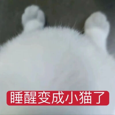 猫猫表情包