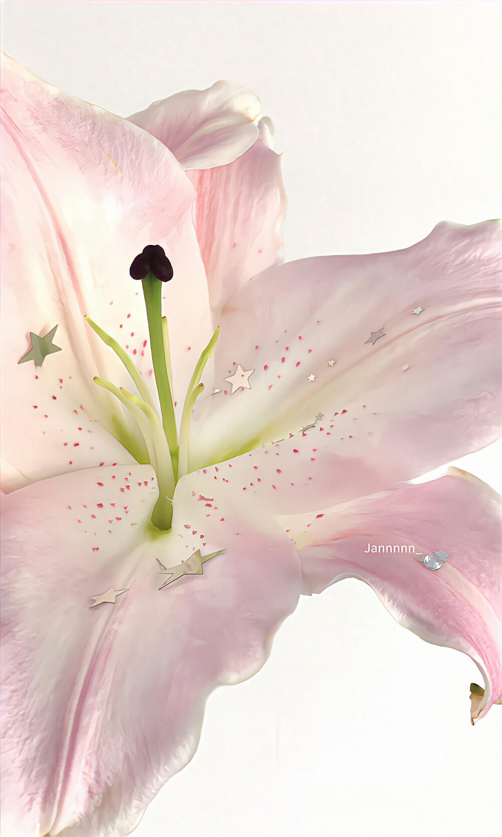 白色系壁纸 百合花壁纸 ins简约壁纸