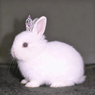 小兔子宠物头像