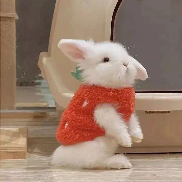 小兔子宠物头像