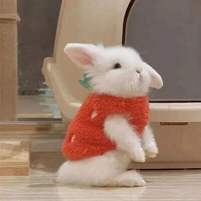 小兔子宠物头像