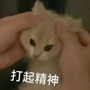 猫猫表情包