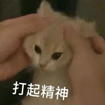 猫猫表情包