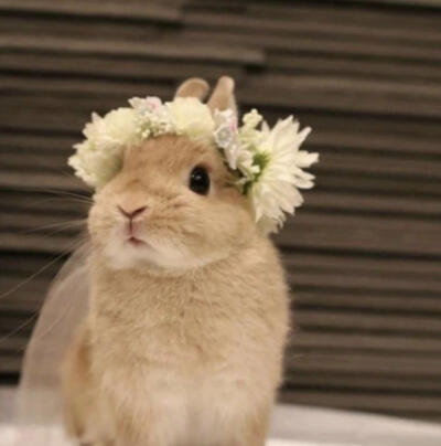 小兔子宠物头像