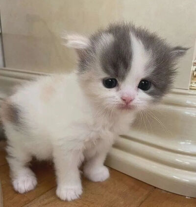 我是不会放弃收集这种图片的