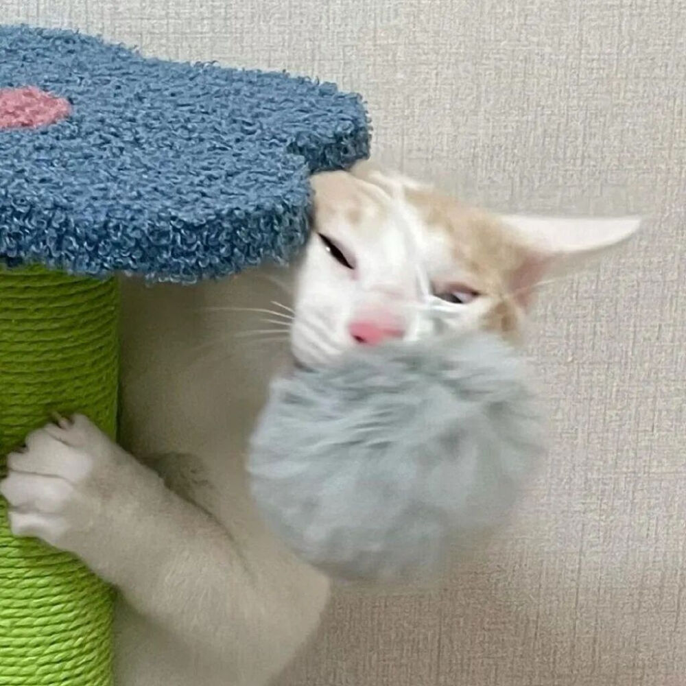 我是不会放弃收集这种图片的