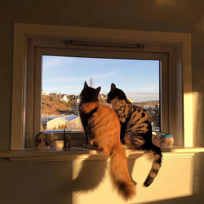 我是不会放弃收集这种图片的