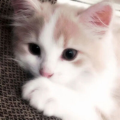 我是不会放弃收集这种图片的