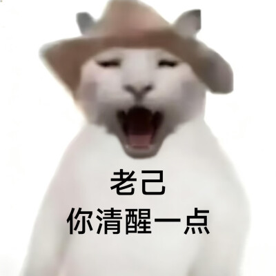 #爱你老己表情包#没建模没经济小猫#