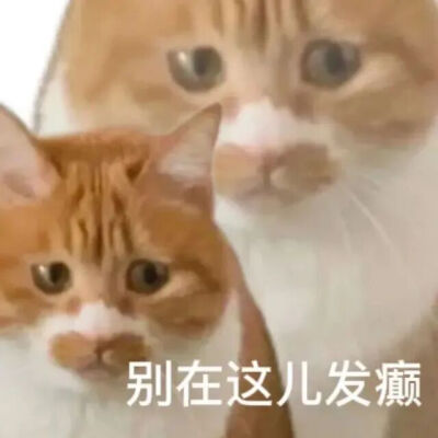 猫猫表情包