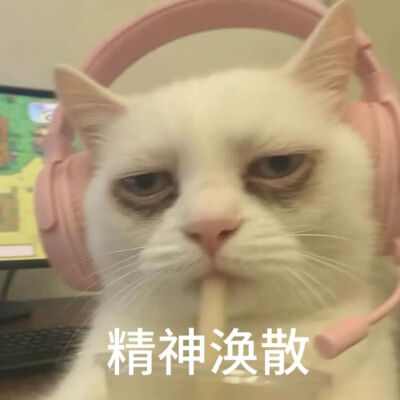 猫猫表情包