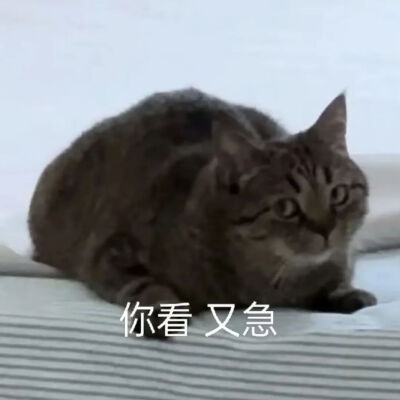 猫猫表情包