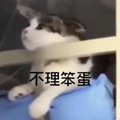 猫猫表情包