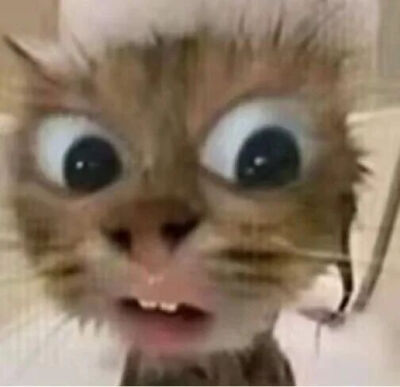 猫猫表情包