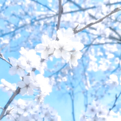 * 许愿日 ./☆*★with Esther！