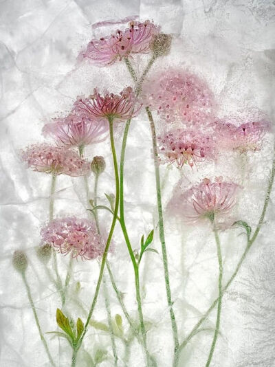 摄影艺术家Ryuijie专注于风景和水下摄影三十余年。1950年，Ryuijie（柳介）出生在日本小樽（Otaru）。年幼时，他和家人一起搬到了美国，之后又在许多地方居住过，从夏威夷到新罕布什尔，后来又回到日本。在关岛期间…