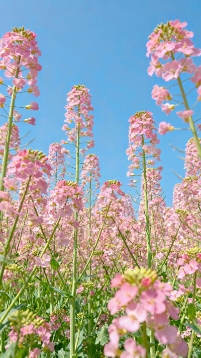 粉色油菜花