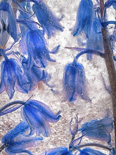 摄影艺术家Ryuijie专注于风景和水下摄影三十余年。1950年，Ryuijie（柳介）出生在日本小樽（Otaru）。年幼时，他和家人一起搬到了美国，之后又在许多地方居住过，从夏威夷到新罕布什尔，后来又回到日本。在关岛期间…