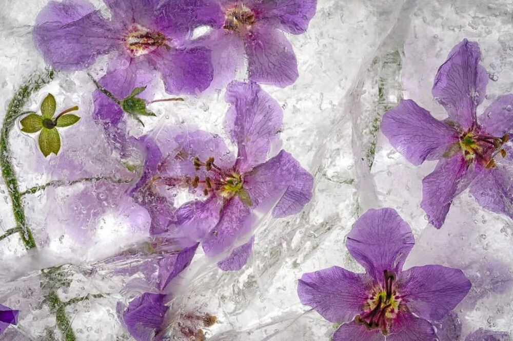 摄影艺术家Ryuijie专注于风景和水下摄影三十余年。1950年，Ryuijie（柳介）出生在日本小樽（Otaru）。年幼时，他和家人一起搬到了美国，之后又在许多地方居住过，从夏威夷到新罕布什尔，后来又回到日本。在关岛期间，Ryuijie沉溺于scuba潜水运动，期间学习了水下摄影。之后，他回到蒙特雷上学，并在平版印刷领域就职。正是在蒙特雷，杰瑞·尤尔斯曼的摄影作品展激发了他的灵感。在摄影生涯早期，他采用银盐拍摄黑白摄影。从2005年起，他使用数字采集和印刷来制作新的“Color Ice Forms”系列彩色摄影作品，回到了他最初的热爱：风景和抽象，创造了自然世界的全景。