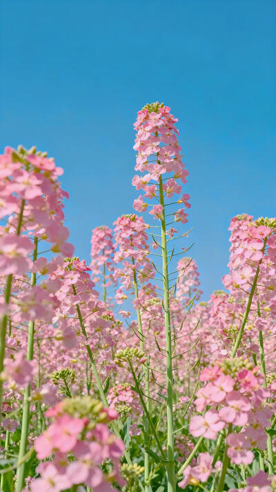 粉色油菜花