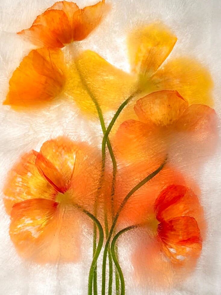 摄影艺术家Ryuijie专注于风景和水下摄影三十余年。1950年，Ryuijie（柳介）出生在日本小樽（Otaru）。年幼时，他和家人一起搬到了美国，之后又在许多地方居住过，从夏威夷到新罕布什尔，后来又回到日本。在关岛期间，Ryuijie沉溺于scuba潜水运动，期间学习了水下摄影。之后，他回到蒙特雷上学，并在平版印刷领域就职。正是在蒙特雷，杰瑞·尤尔斯曼的摄影作品展激发了他的灵感。在摄影生涯早期，他采用银盐拍摄黑白摄影。从2005年起，他使用数字采集和印刷来制作新的“Color Ice Forms”系列彩色摄影作品，回到了他最初的热爱：风景和抽象，创造了自然世界的全景。