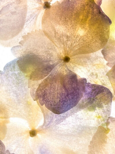 摄影艺术家Ryuijie专注于风景和水下摄影三十余年。1950年，Ryuijie（柳介）出生在日本小樽（Otaru）。年幼时，他和家人一起搬到了美国，之后又在许多地方居住过，从夏威夷到新罕布什尔，后来又回到日本。在关岛期间…