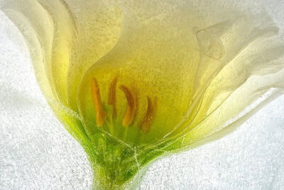 摄影艺术家Ryuijie专注于风景和水下摄影三十余年。1950年，Ryuijie（柳介）出生在日本小樽（Otaru）。年幼时，他和家人一起搬到了美国，之后又在许多地方居住过，从夏威夷到新罕布什尔，后来又回到日本。在关岛期间…