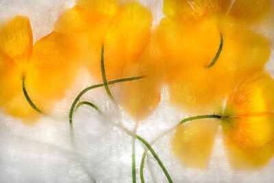 摄影艺术家Ryuijie专注于风景和水下摄影三十余年。1950年，Ryuijie（柳介）出生在日本小樽（Otaru）。年幼时，他和家人一起搬到了美国，之后又在许多地方居住过，从夏威夷到新罕布什尔，后来又回到日本。在关岛期间…