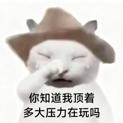 #爱你老己表情包#没经济没建模小猫