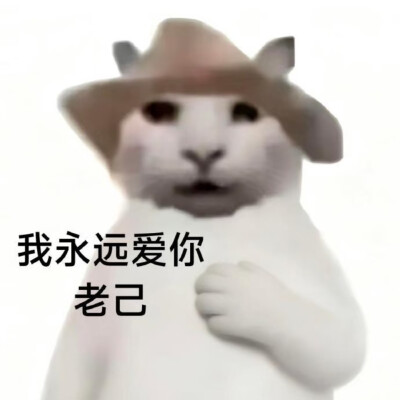 #爱你老己表情包#没经济没建模小猫