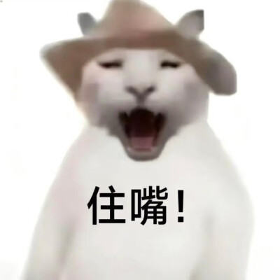 #爱你老己表情包#没经济没建模小猫