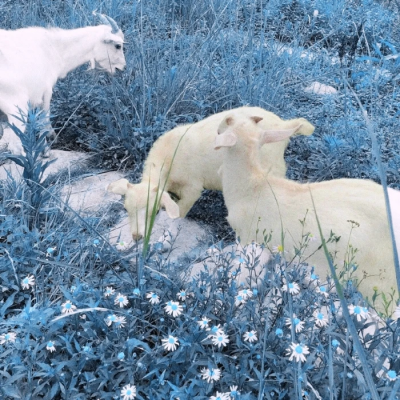 忘了是哪位宝贝送的了 太久远了呜呜呜