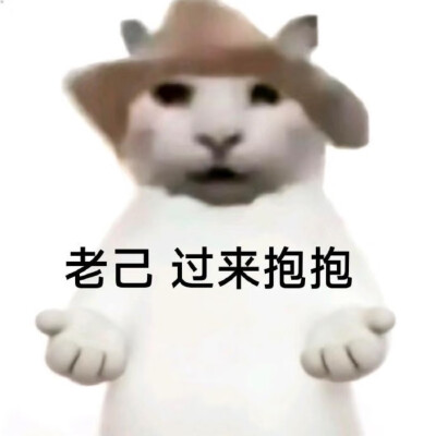 #爱你老己表情包#没经济没建模小猫