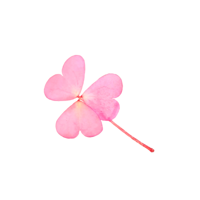 自制粉色酢浆草白底头像