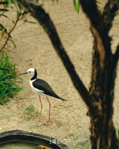 「上城士24小时｜任敏」
