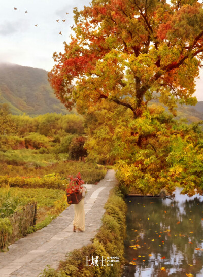 「上城士途中风物045 | 马思纯」
黄山的美，流动变幻 