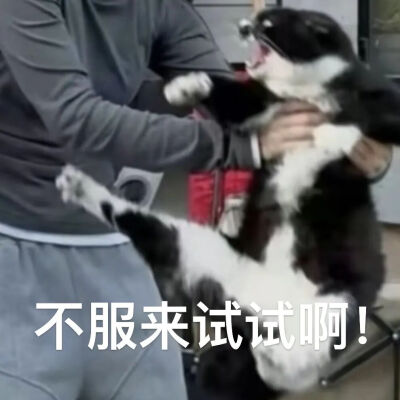 猫猫表情包