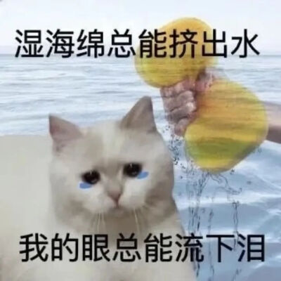 猫猫表情包