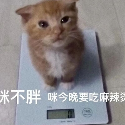 猫猫表情包