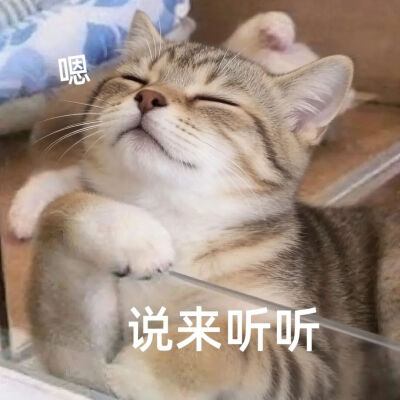猫猫表情包