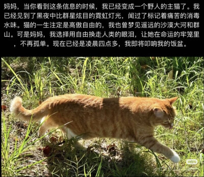 猫猫拯救世界